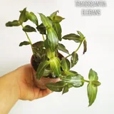 Комнатные растения, цветы 10