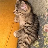 Котенок 2