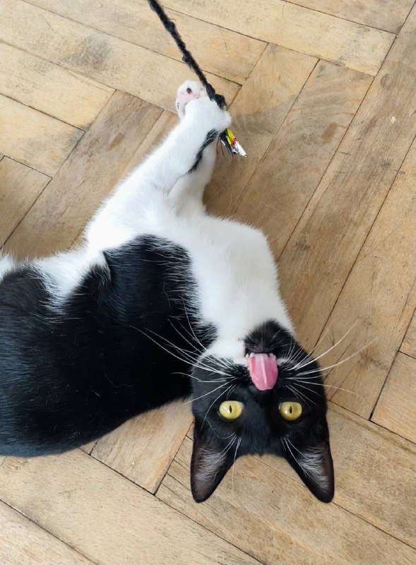 Маленькая кошка для дома 5