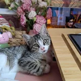 Котёнок Вафля 6