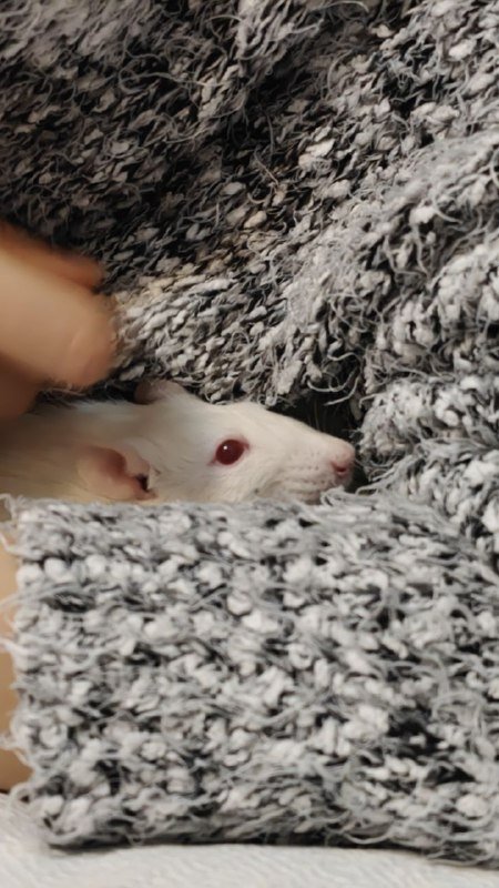 Крыска с двухэтажным домиком и кормом 2