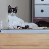 Котята, кошки 5