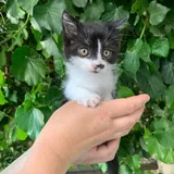 Котенок 2