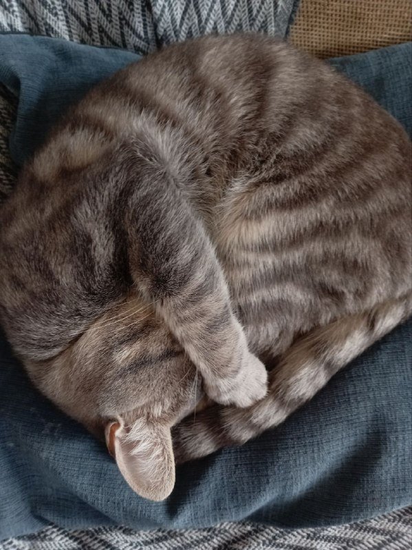 Кот в добрые руки