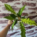 Растения 1