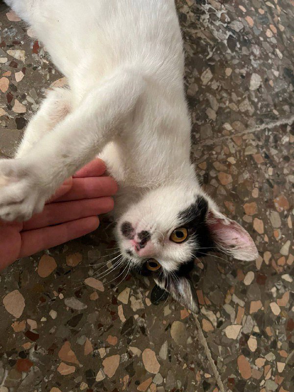 Котенок 4 месяца для семьи 2