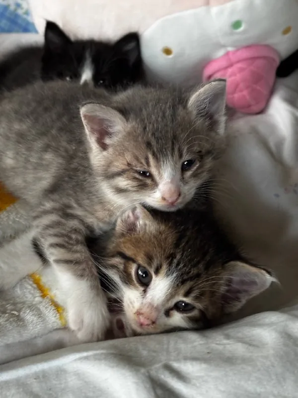 Котята 1
