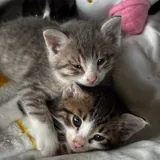 Котята 1