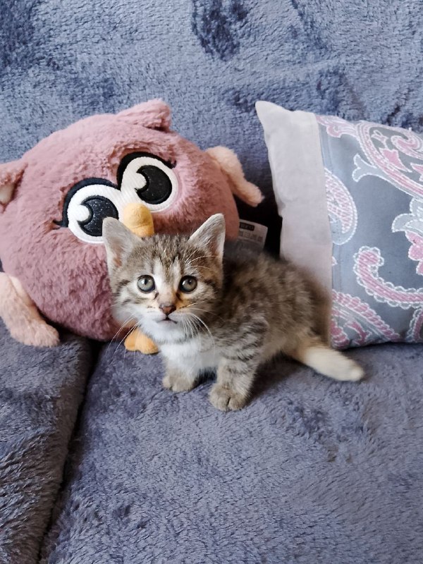 Котенок девочка Мирослава ищет дом 2