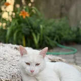 Белый кот 1