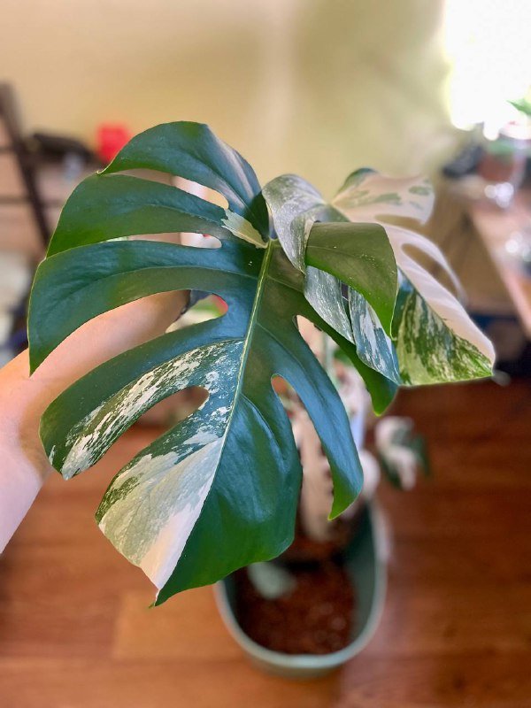 Черенок монстеры Альба с корнями 2