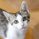 Котенок Ася 4