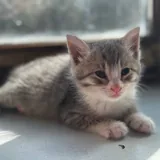 Котята 6