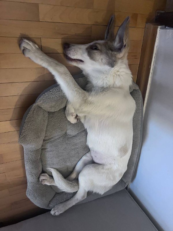 Щенок в хорошие руки с игрушками и лежанками 4