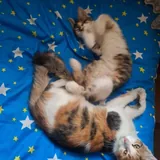 Котята в добрые руки 8