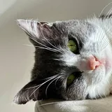 Кот Бэмби 2