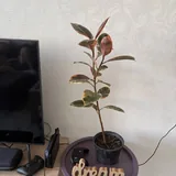 Комнатные растения: фикус, кротон, монстера, драцена 2