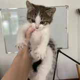 Котенок 3