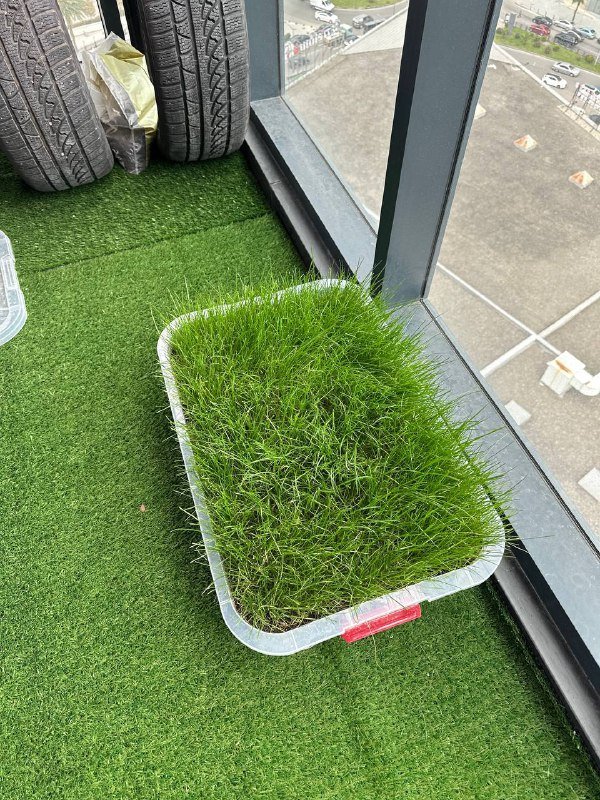 Большой зонт, газонная трава 6