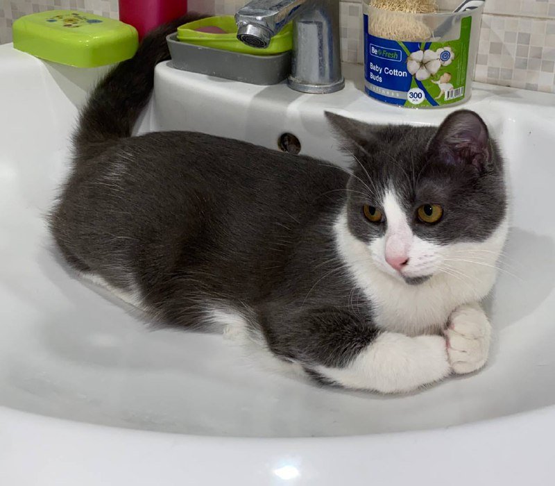 Котик Кружок для дома