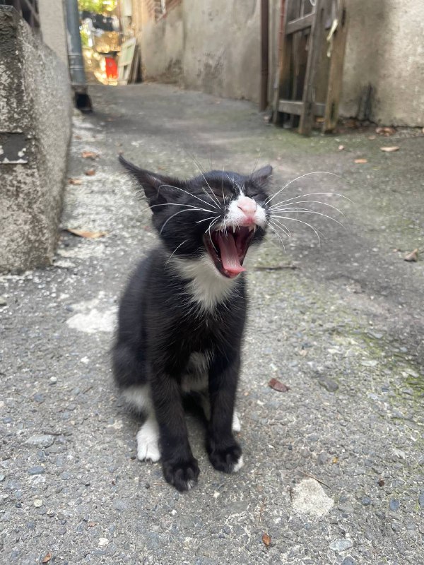 Котёнок девочка около трёх месяцев 5