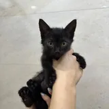 Котята 2