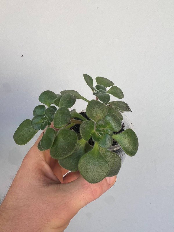 пеперомия туполистная, плектрантус бархатный 2