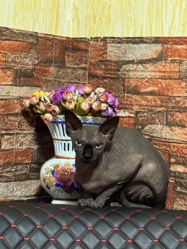 Девочка сфинкс