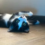 Котёнок Шуфа 2
