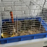 Декоративный кролик, клетка, корм 1