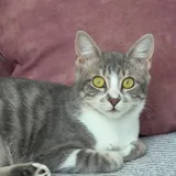 Кошка Жасмин ищет любящую семью 2