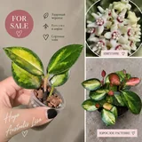 Хойя Flamingo Dream, Hoya australis ‘Lisa’ 2