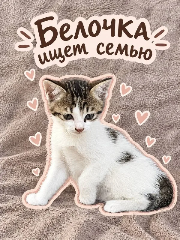 Котёнок Белочка ищет семью 1