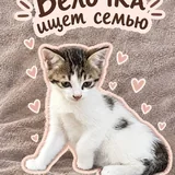 Котёнок Белочка ищет семью 1