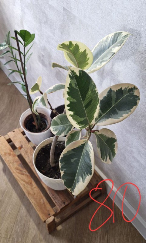 Кровать, тумба, наушники, статуэтка, фикус, спатифилум 7