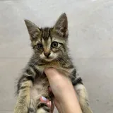 Котята 4