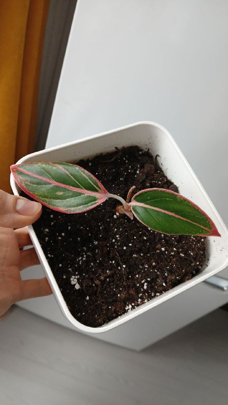 Аглаонема сорт пинкат без кашпо 2