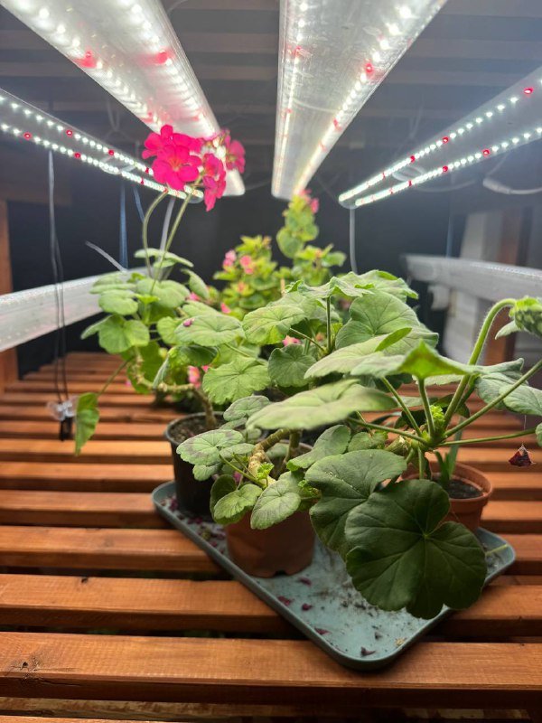 Любой цветок в горшке 4