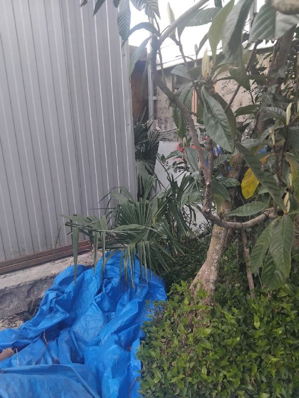 Пальмы в подарок