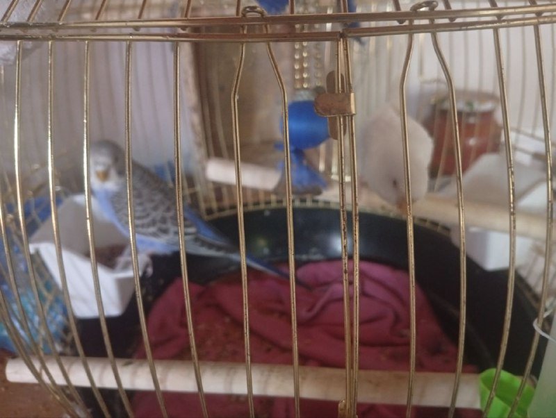 попугайчик мальчик и девочка с клеткой