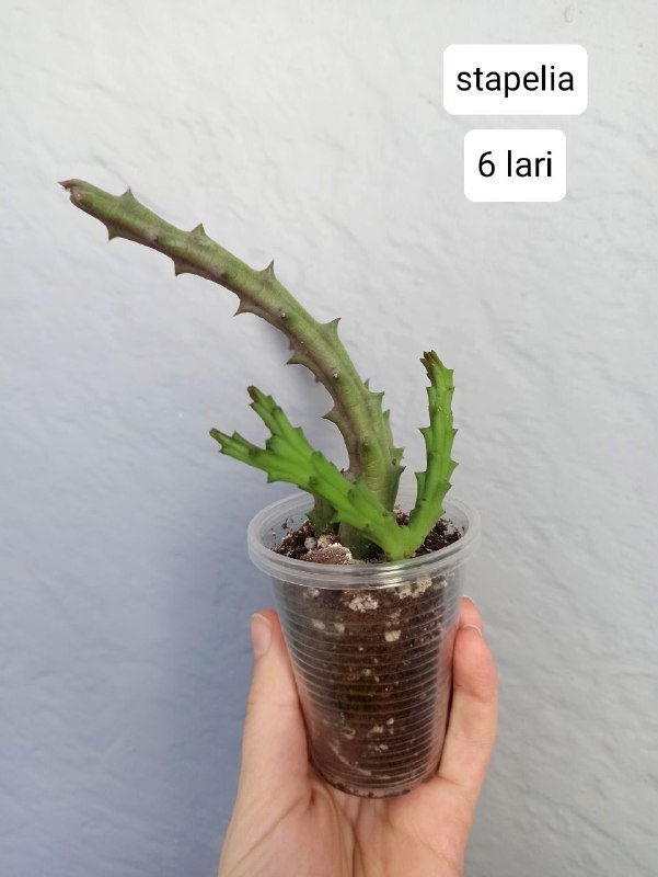 Комнатные растения 5