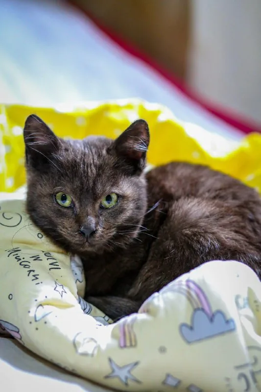 Кошка и кот 1