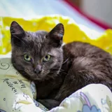 Кошка и кот 1