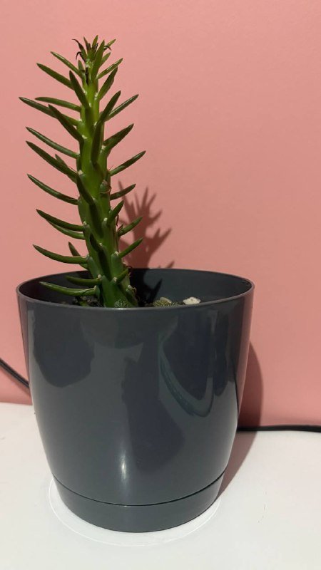 Авокадо в горшках разного размера 3