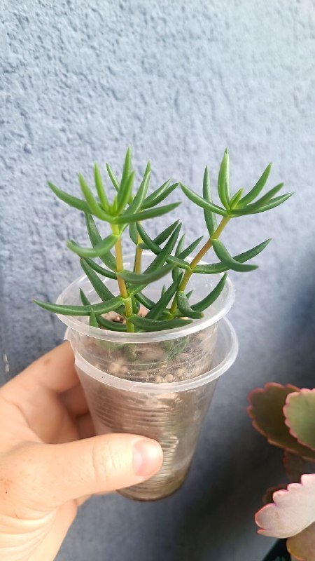 Крассула Голлум, Граптоседум, Каланхоэ и другие растения 9