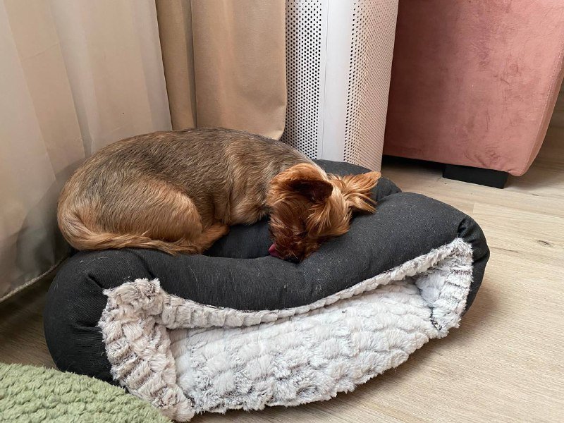 Лежанка для кошки или маленькой собачки 3