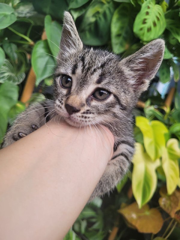 Мини-тигрица котенок ищет дом 3