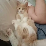 Рыжий котёнок Печенька, 4 месяца 3