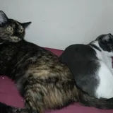 Кошка Куся 3