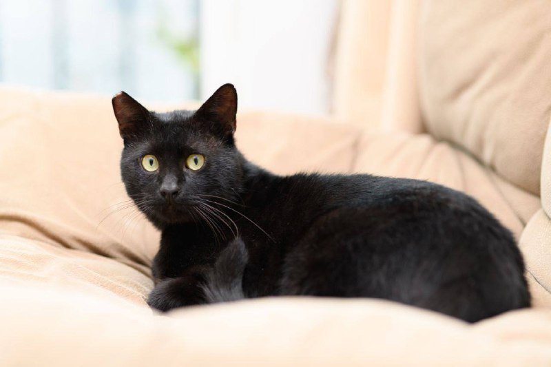 Кот Салем для усыновления 4